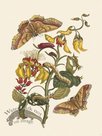 Merian Metamorphosis 11